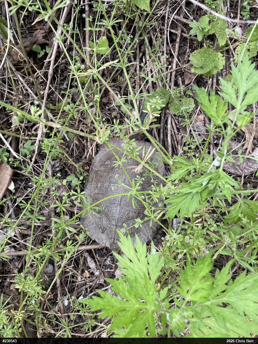 Wood Turtle