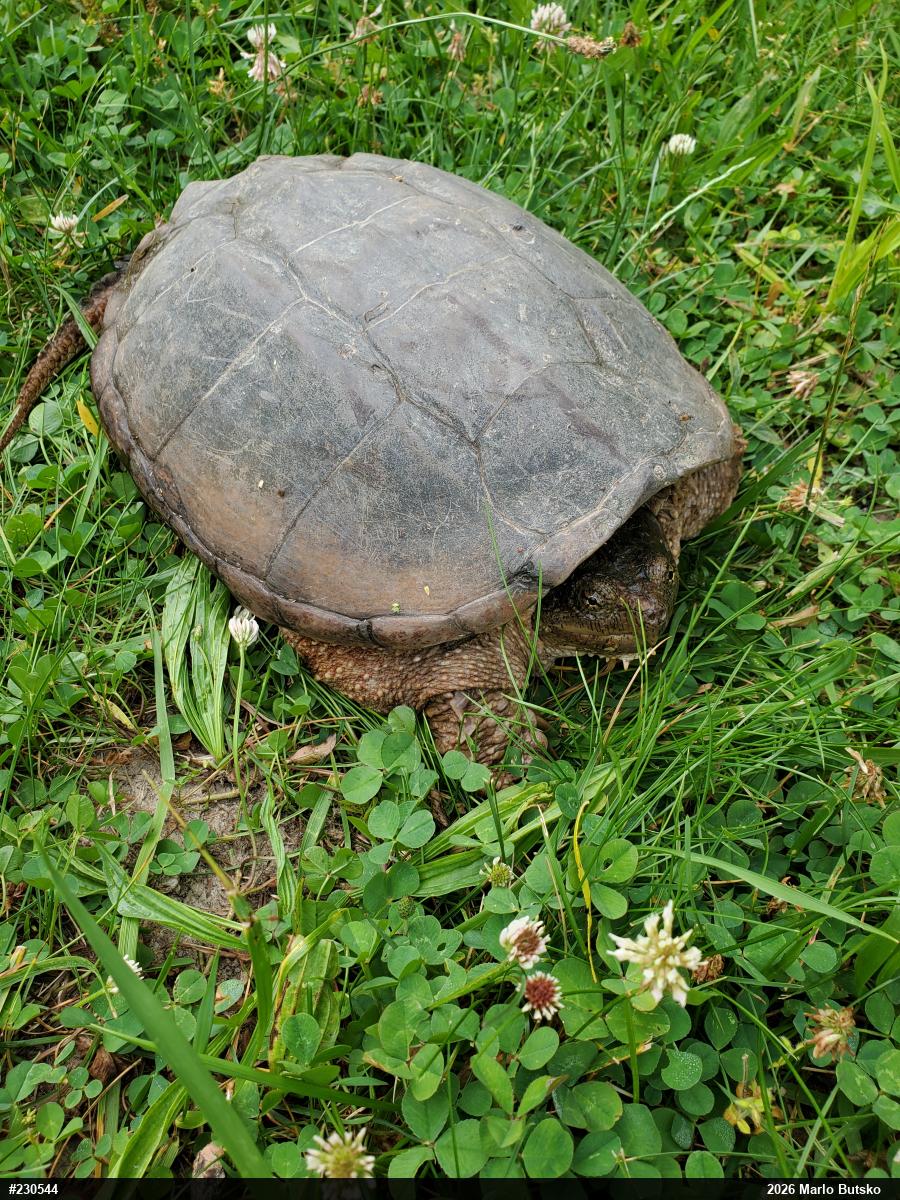 Snapping Turtle