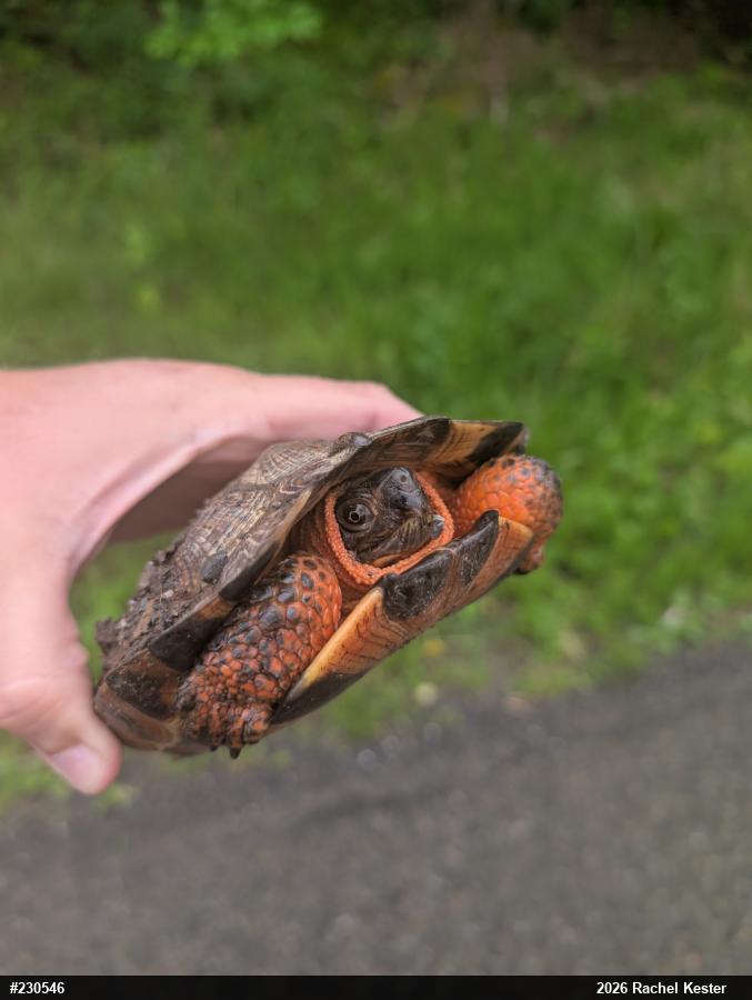 Wood Turtle