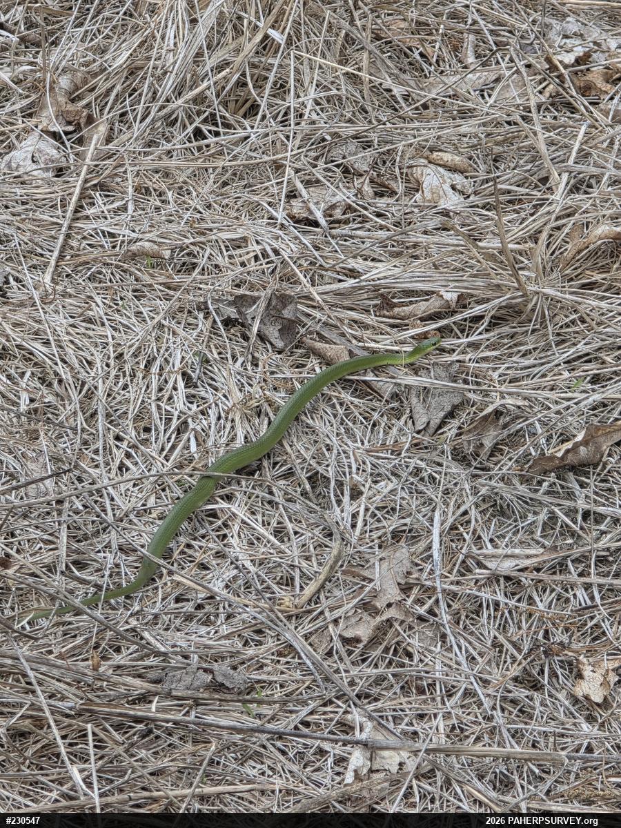 Smooth Greensnake