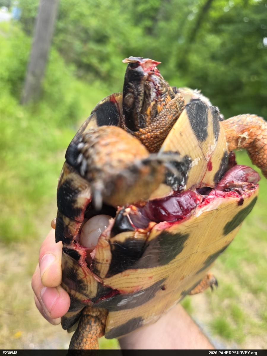 Wood Turtle