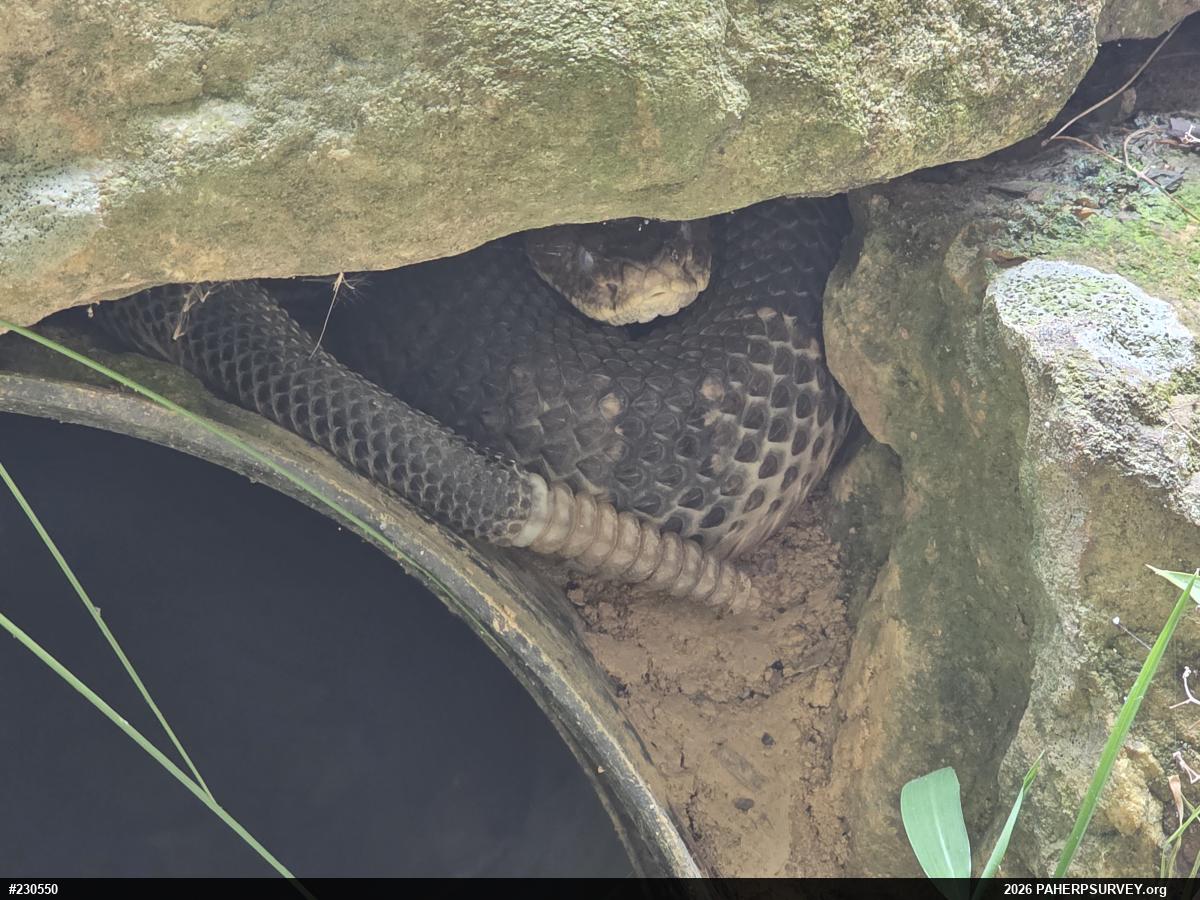 Timber Rattlesnake