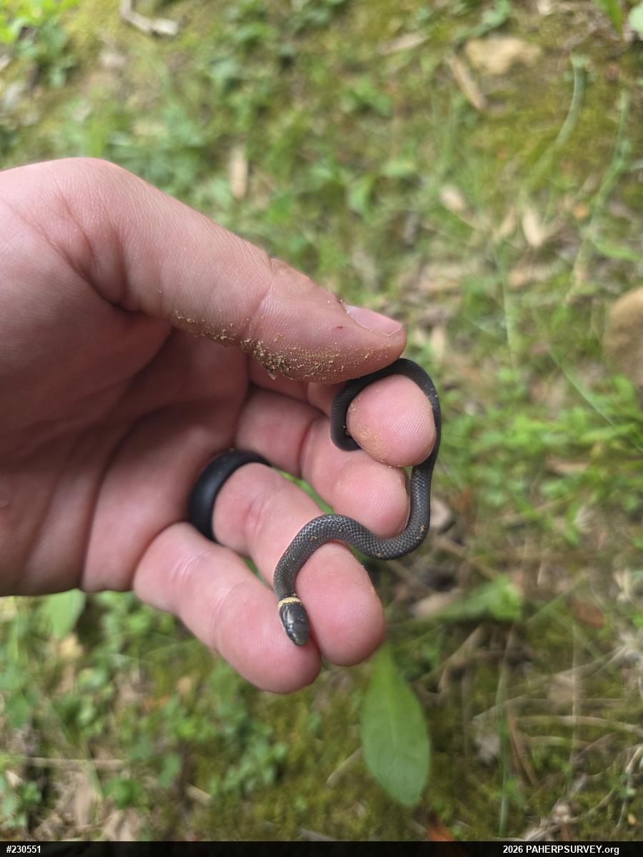 Northern Ring-necked Snake