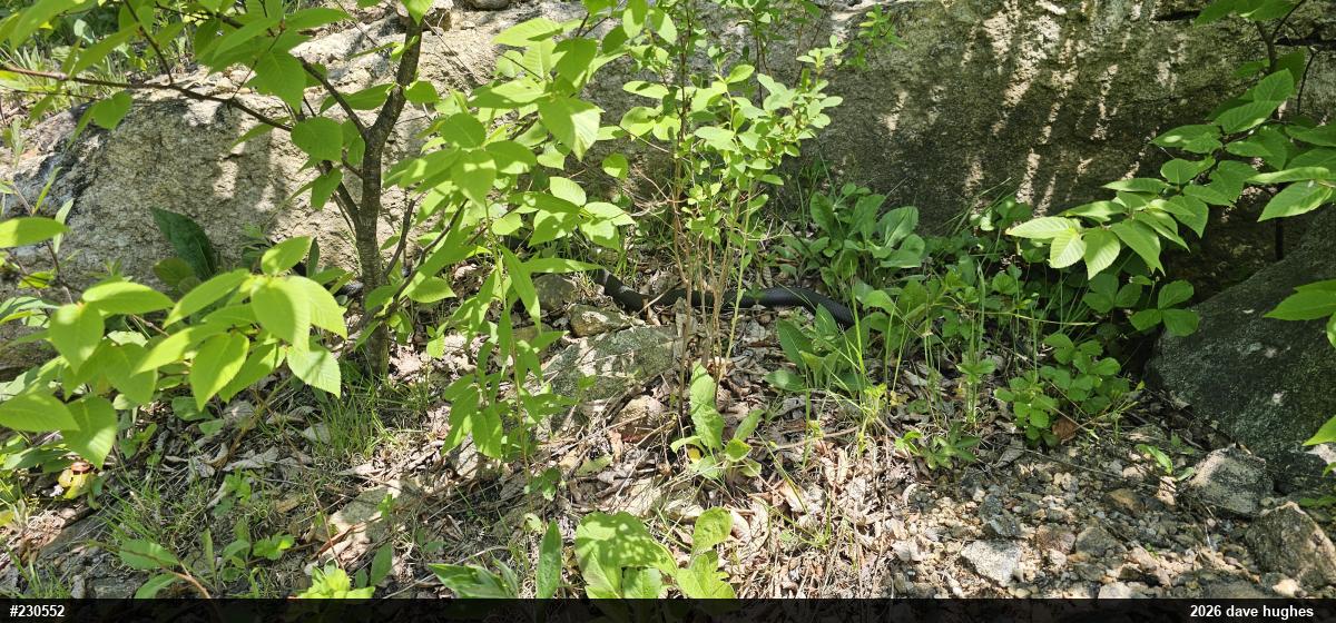 Northern Black Racer