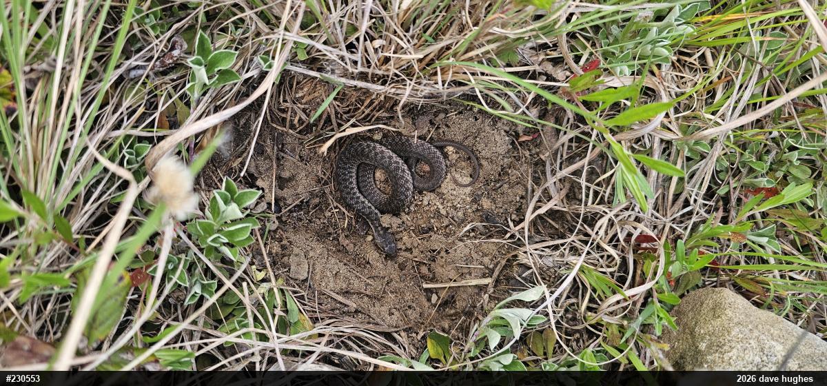 Eastern Gartersnake