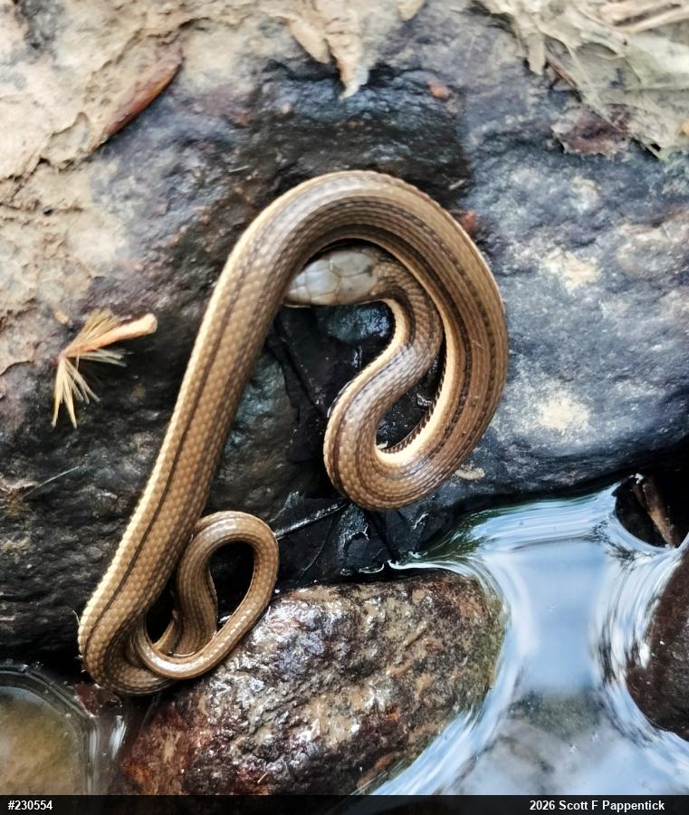 Queensnake