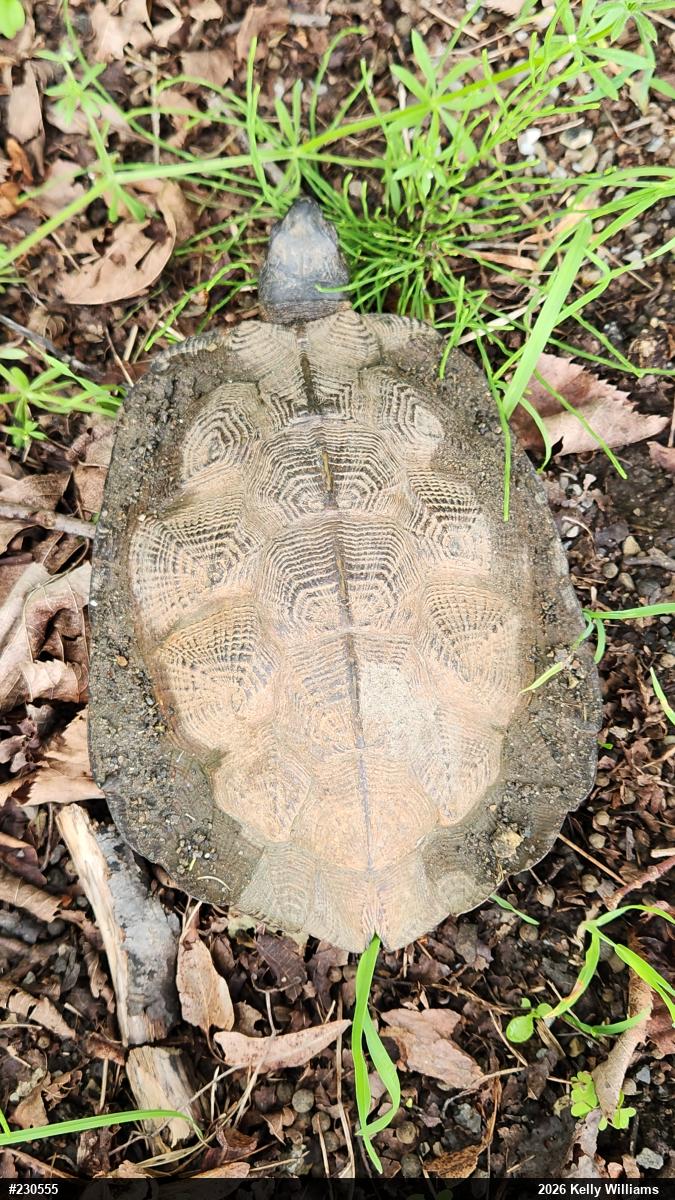 Wood Turtle