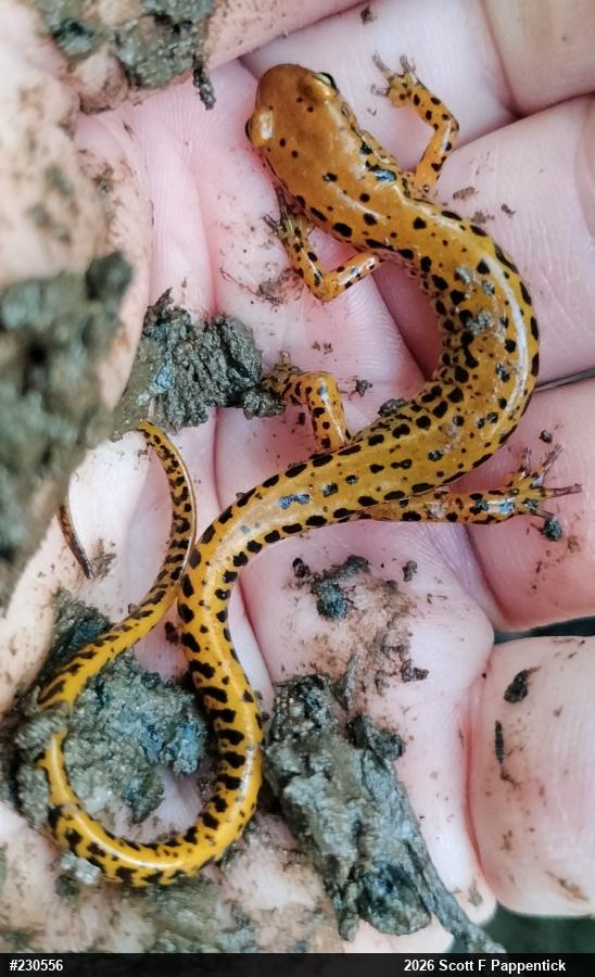 Eastern Long-tailed Salamander