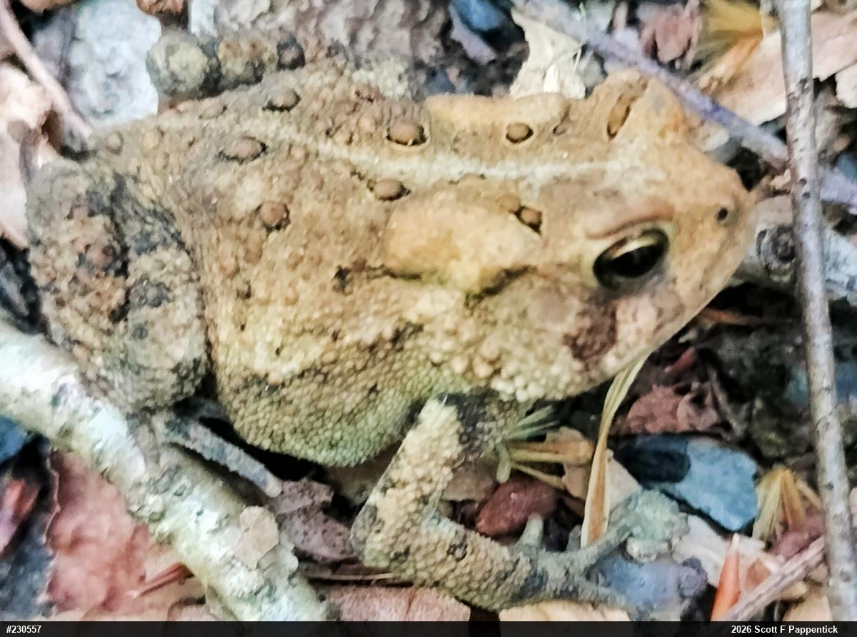 Eastern American Toad