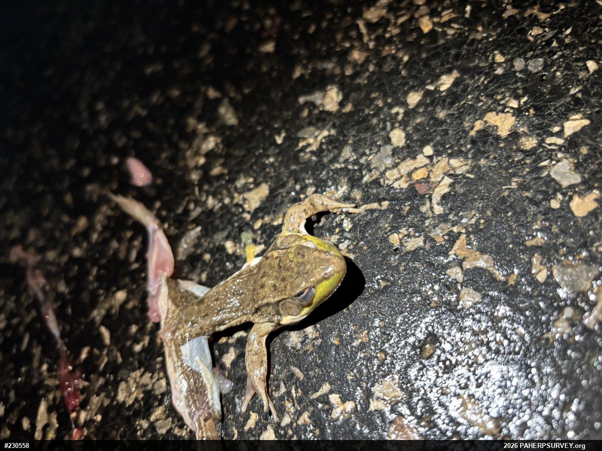 Green Frog