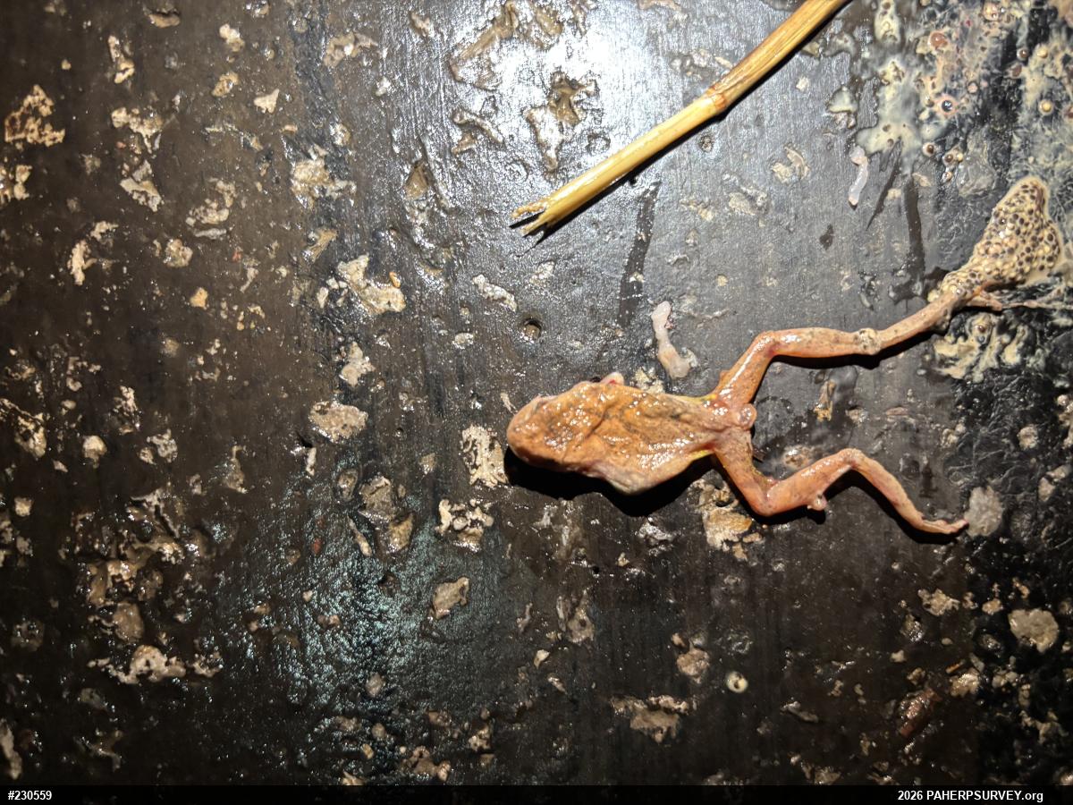 Spring Peeper