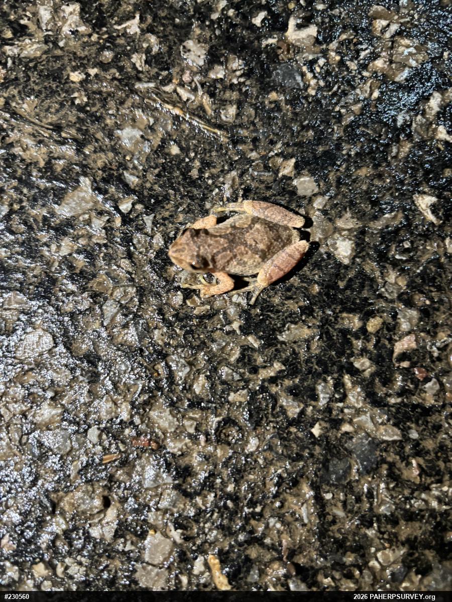 Spring Peeper