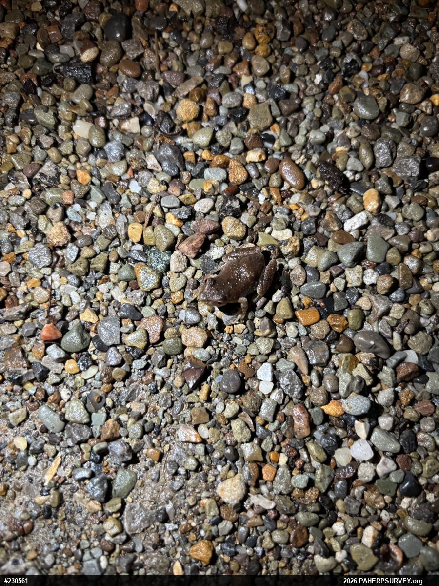 Spring Peeper