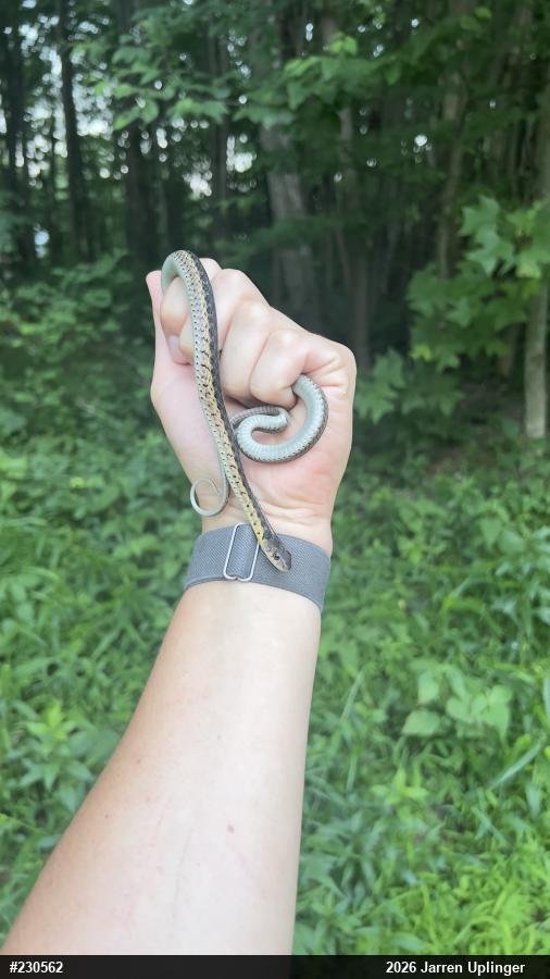 Eastern Gartersnake