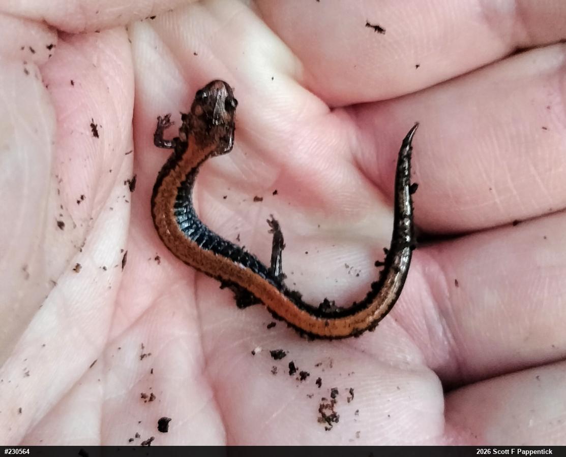 Eastern Red-backed  Salamander