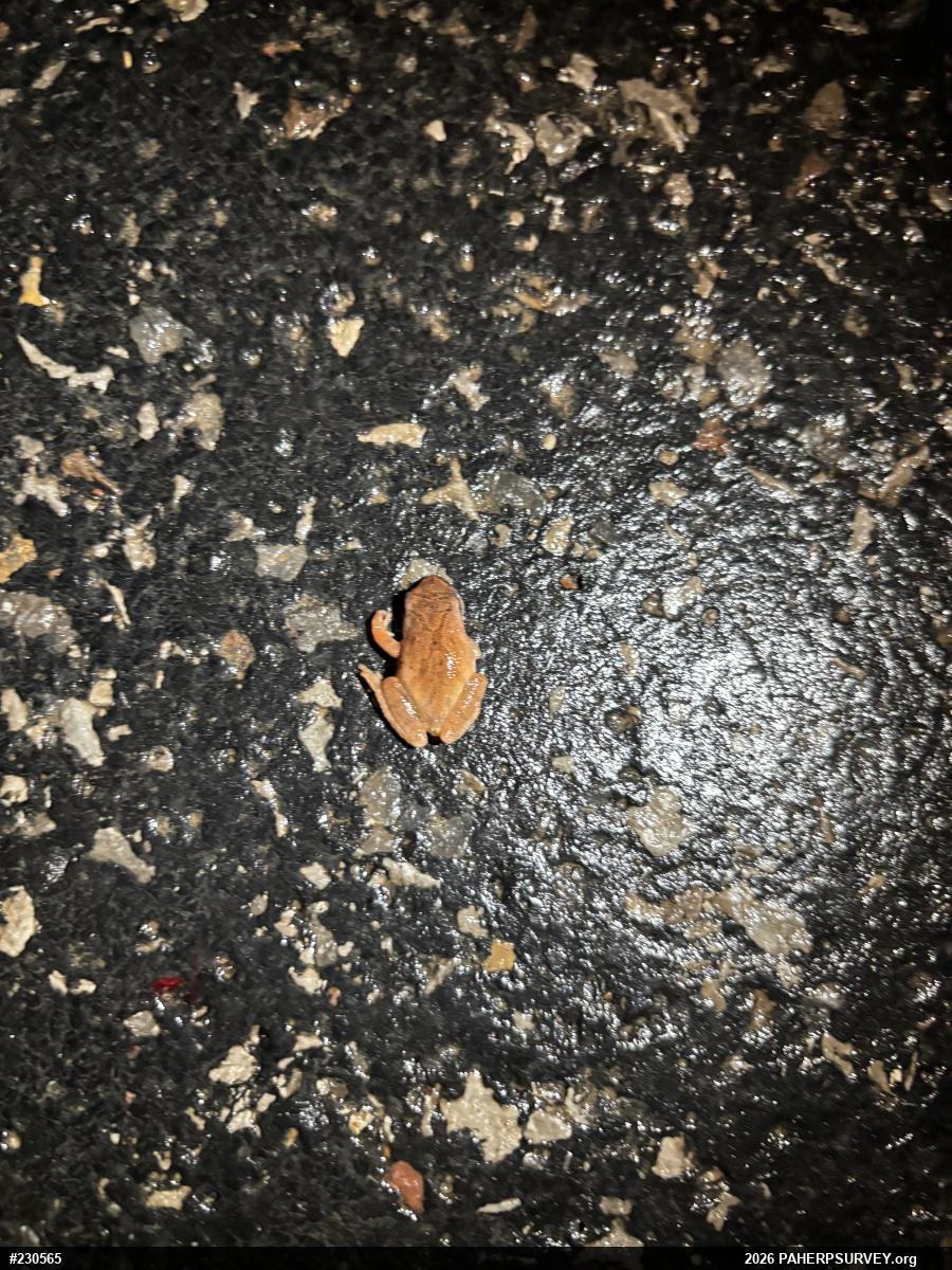 Spring Peeper