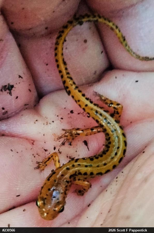 Eastern Long-tailed Salamander