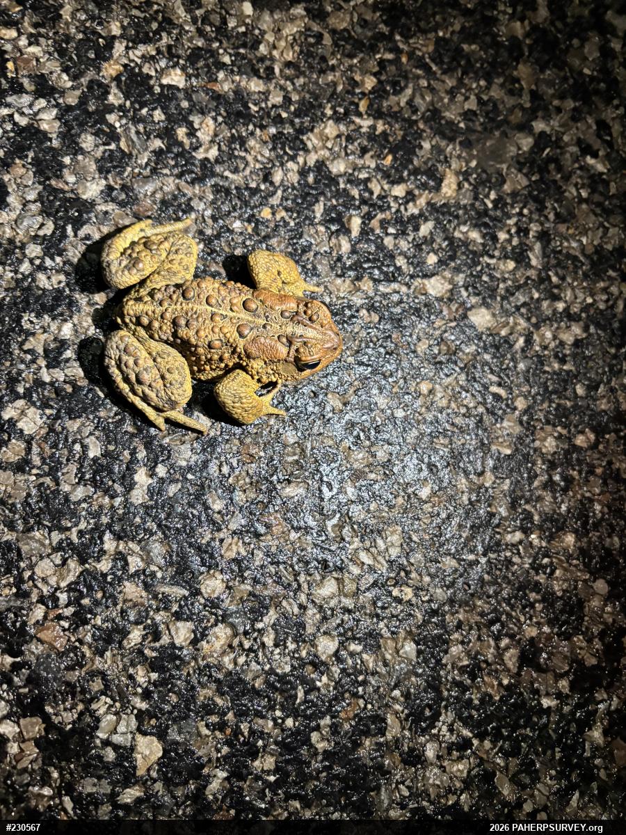 Eastern American Toad