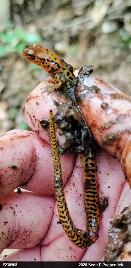 Eastern Long-tailed Salamander
