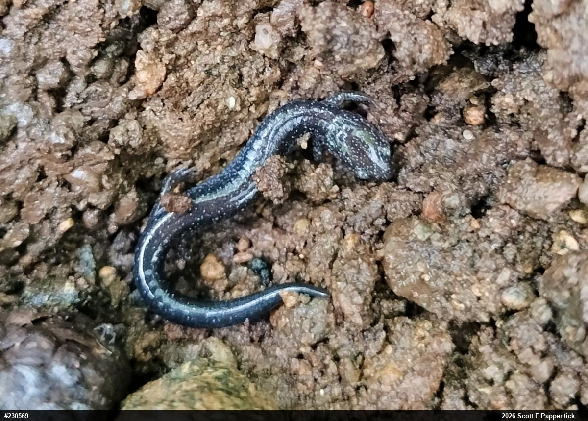 Eastern Red-backed  Salamander