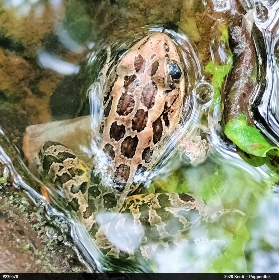 Pickerel Frog