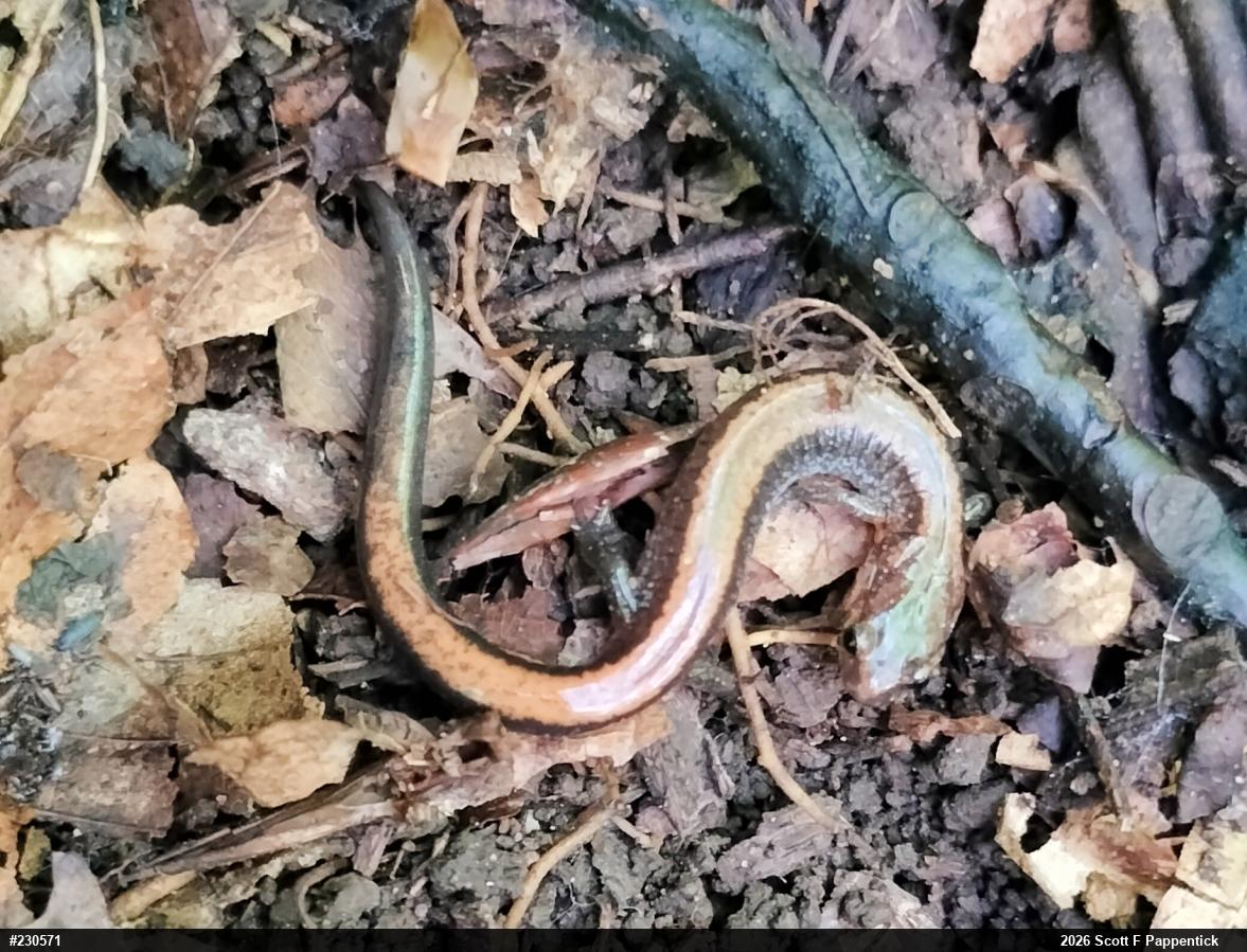 Eastern Red-backed  Salamander