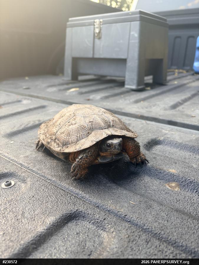 Wood Turtle