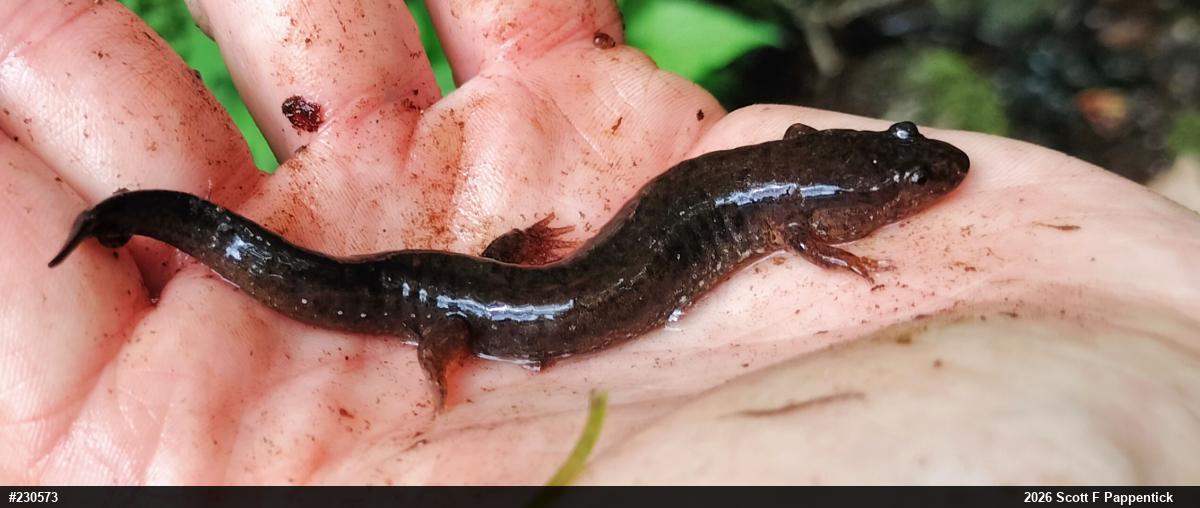 Northern Dusky Salamander