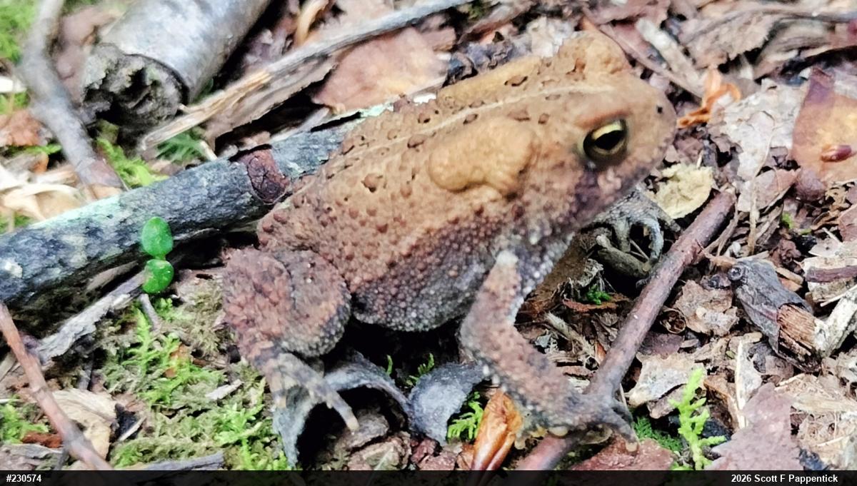 Eastern American Toad