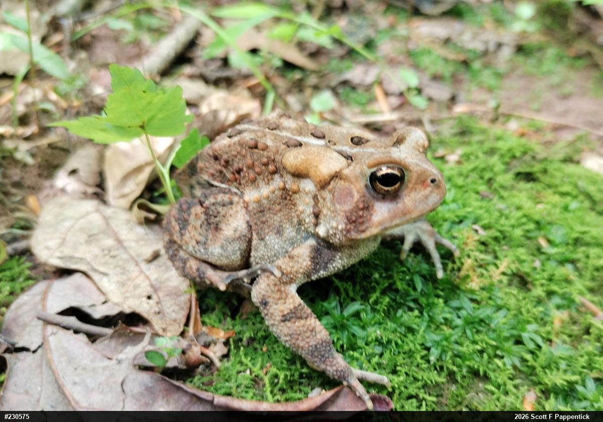 Eastern American Toad