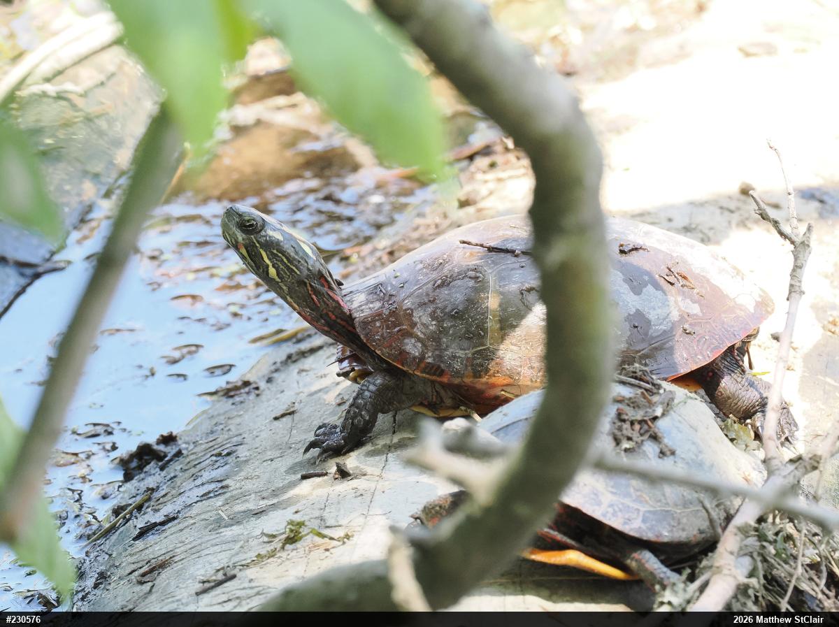 Painted Turtle