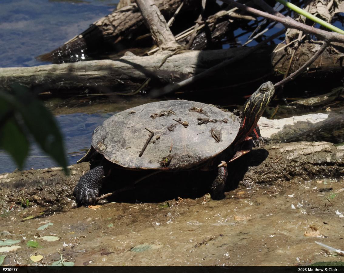 Painted Turtle