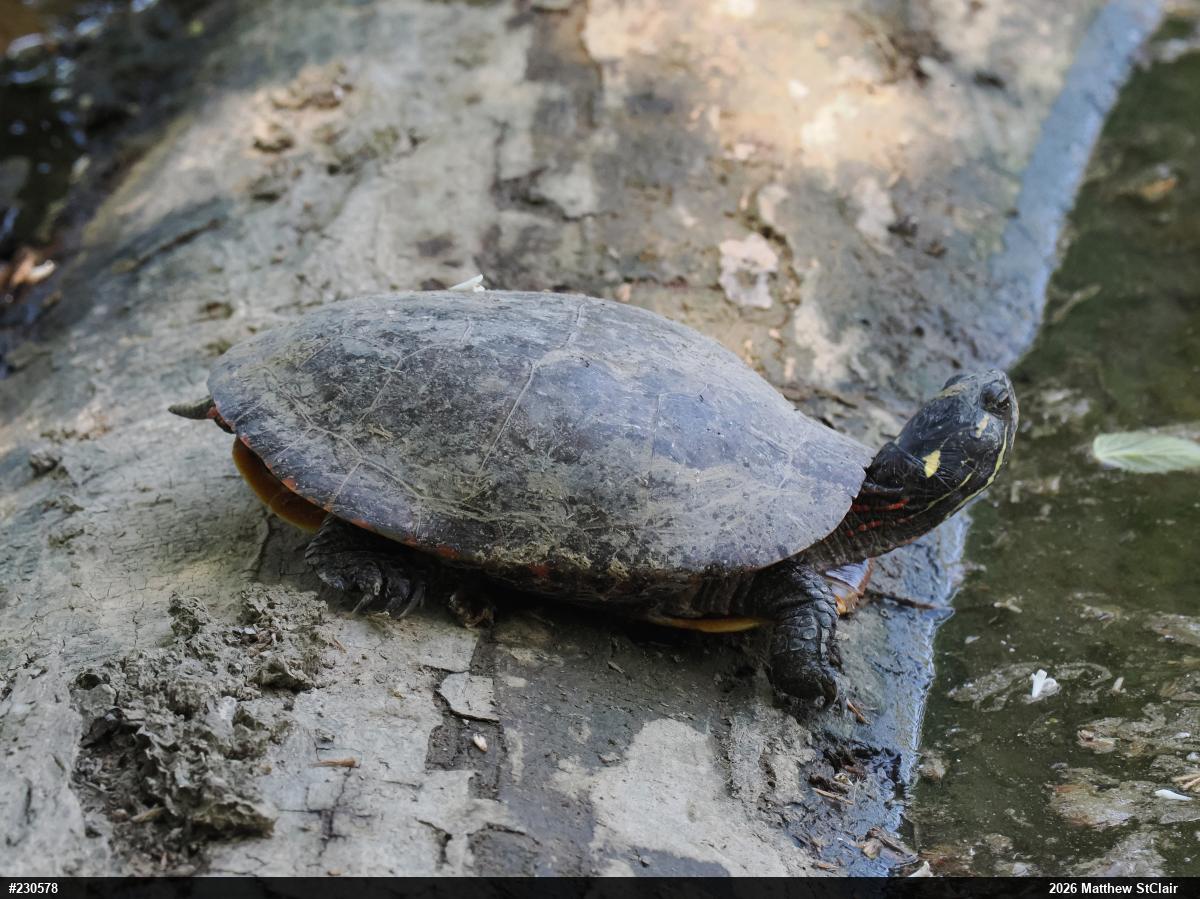 Painted Turtle