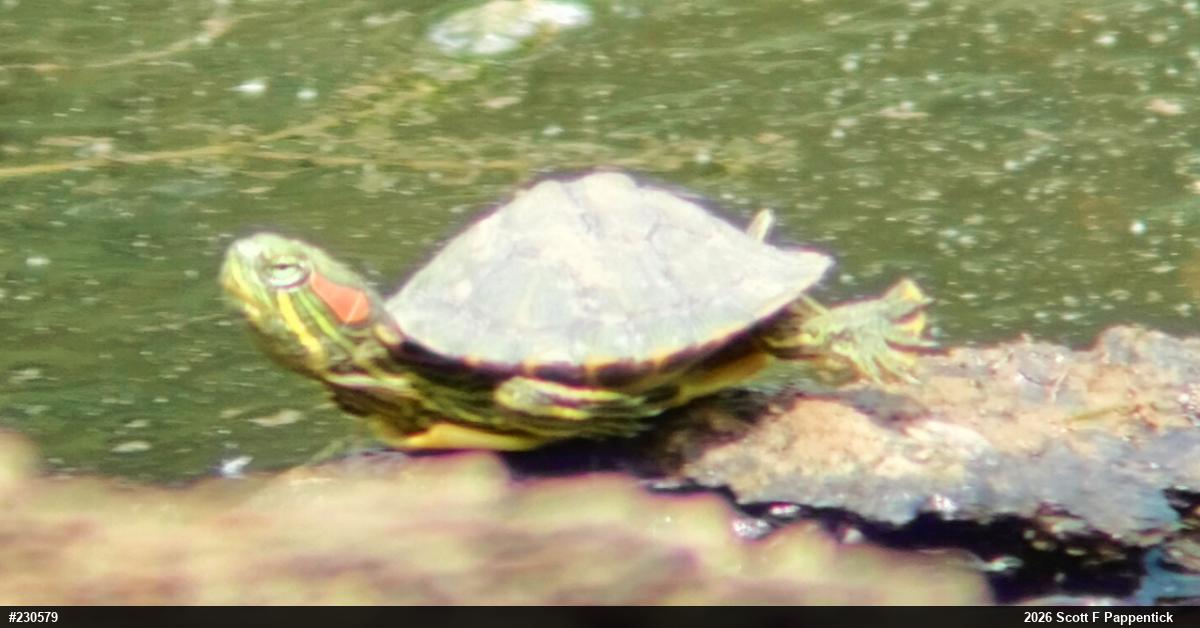 Red-eared Slider