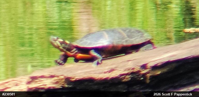 Painted Turtle