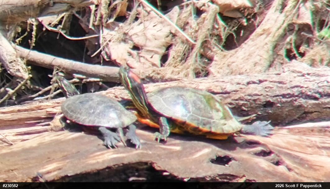 Red-eared Slider