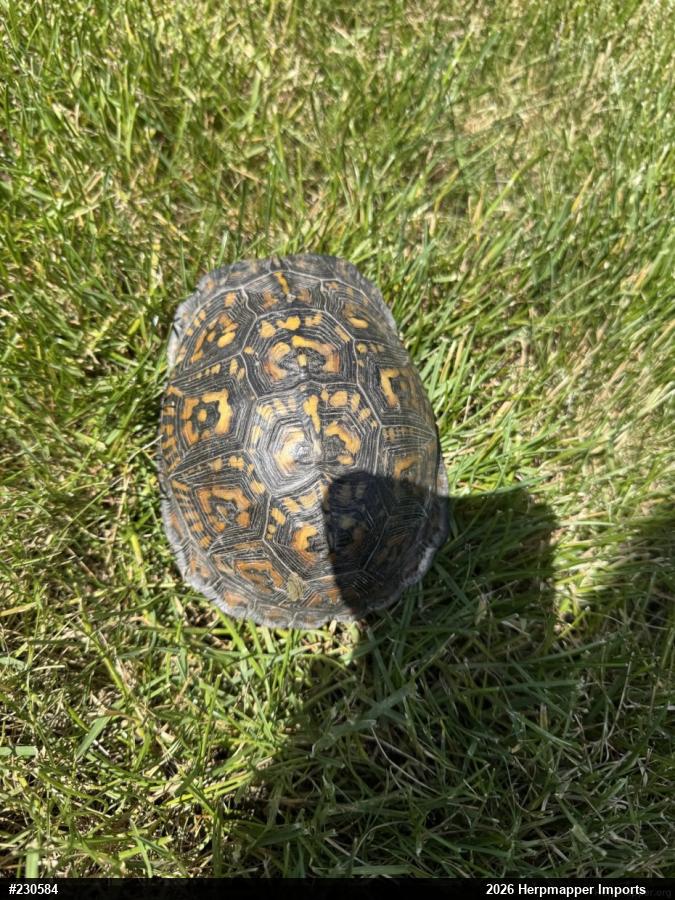 Eastern Box Turtle