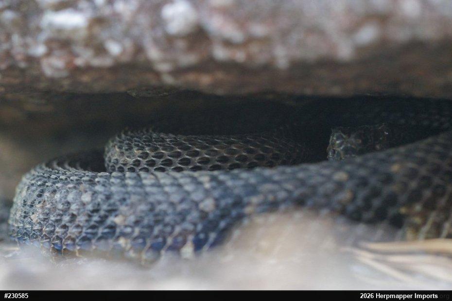 Timber Rattlesnake