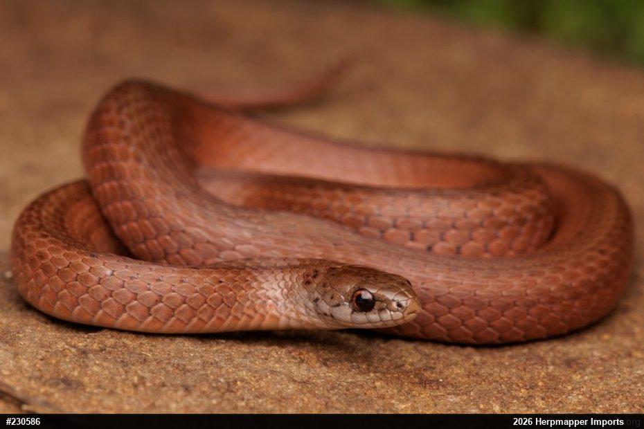 Mountain Earthsnake
