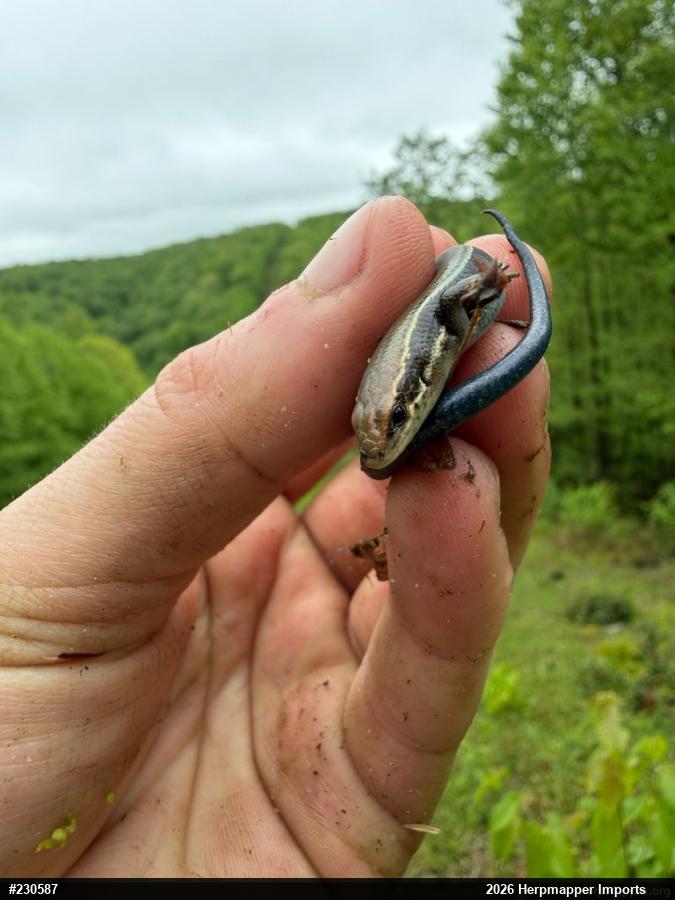 Northern Coal Skink