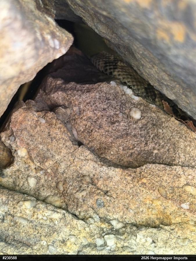 Timber Rattlesnake