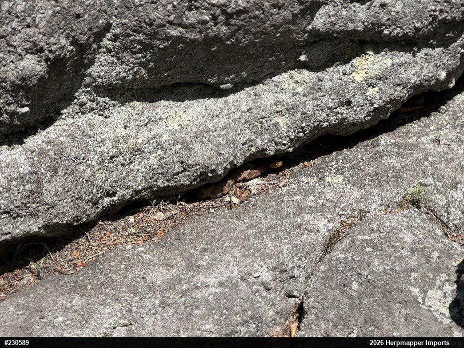 Northern Copperhead