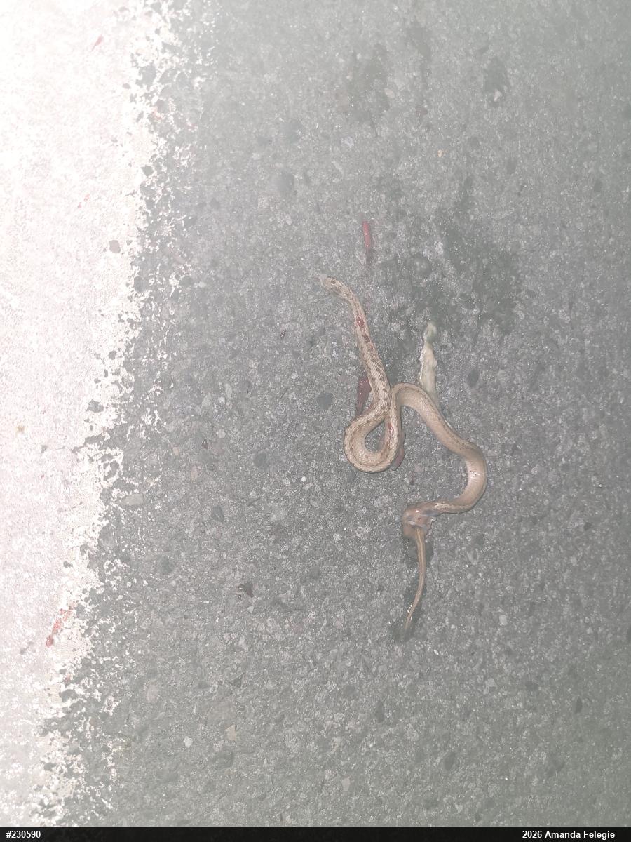 Dekay's Brownsnake