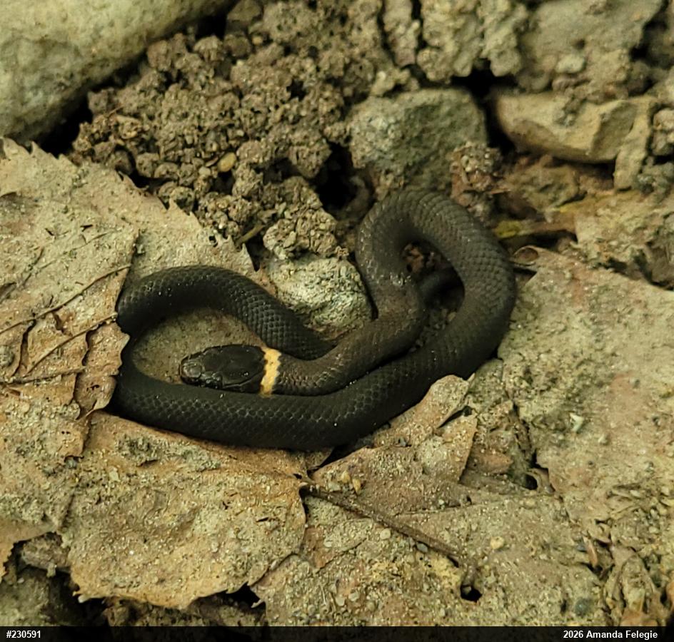 Northern Ring-necked Snake