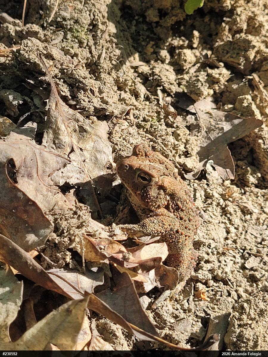 Eastern American Toad