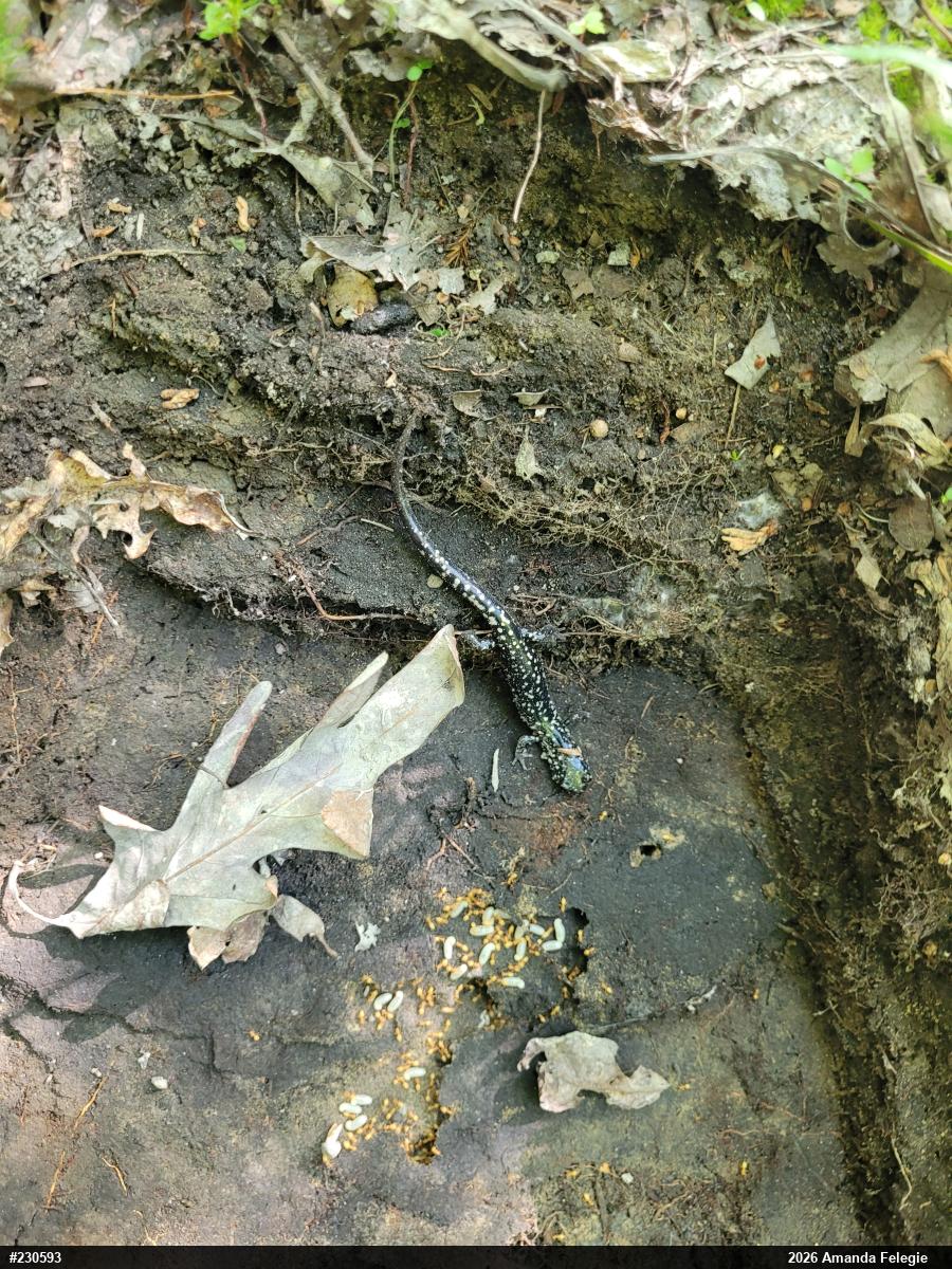 Northern Slimy Salamander
