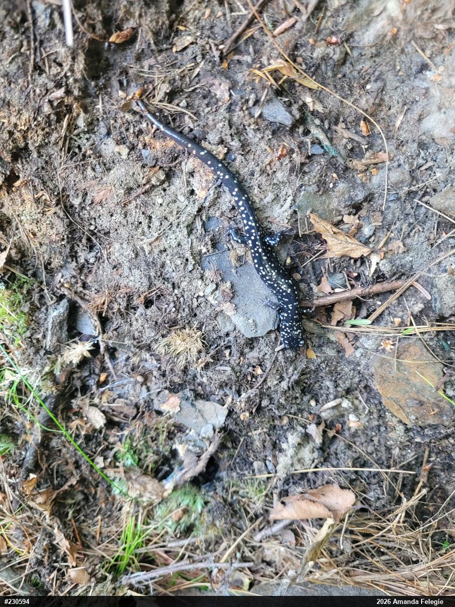 Northern Slimy Salamander