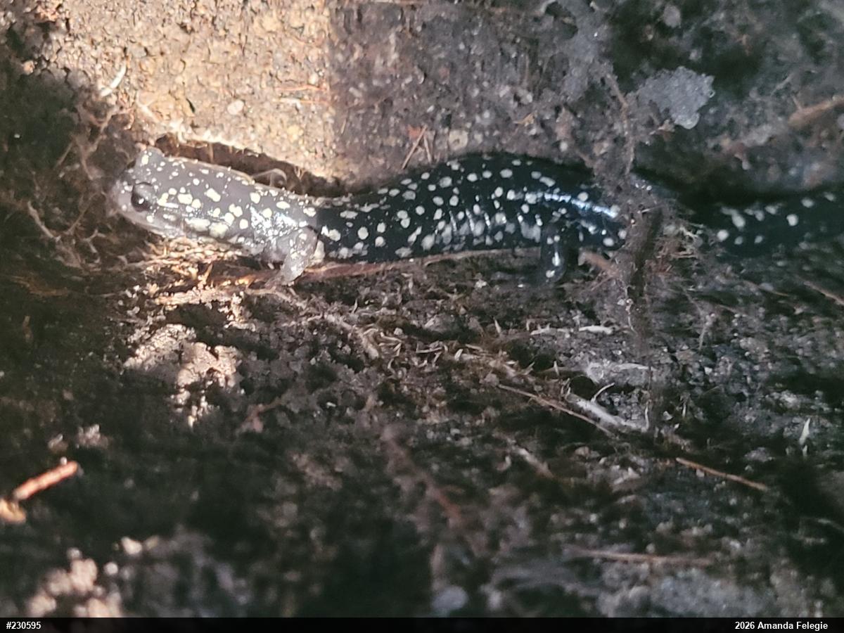 Northern Slimy Salamander