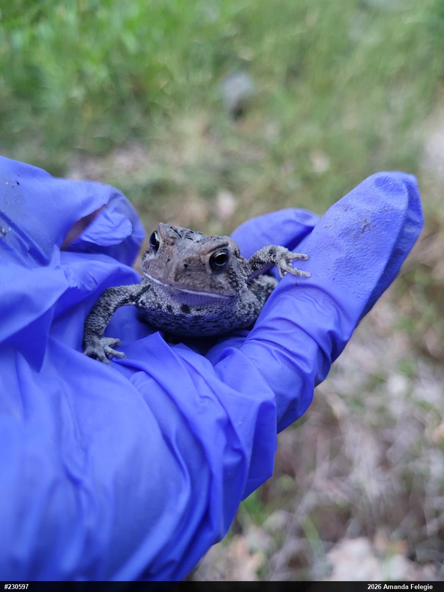 Eastern American Toad