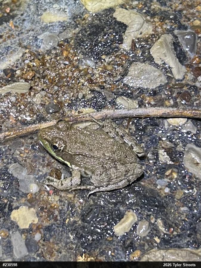 Green Frog